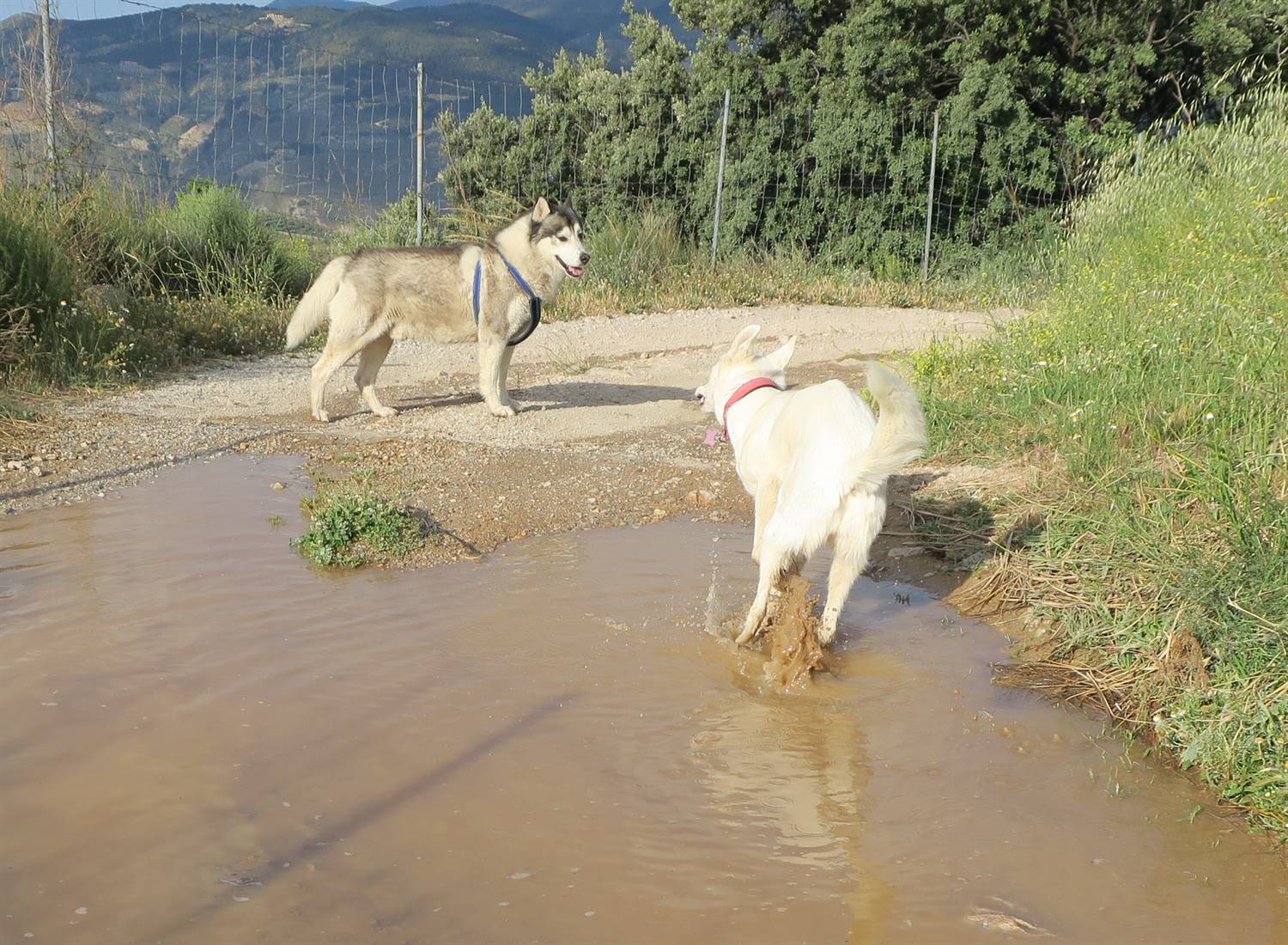 Rita running through a puddle