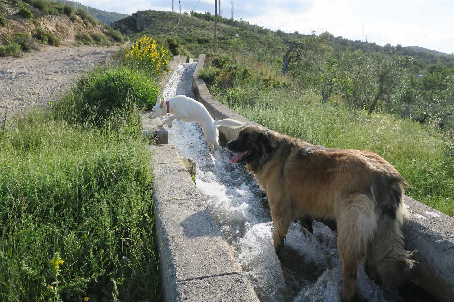 Exit the acequia