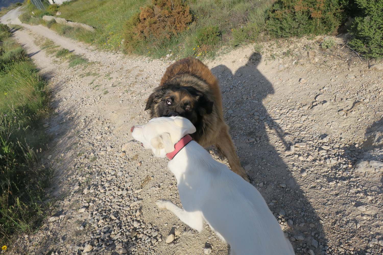 Uh oh wild crazy Leonberger trying to take a chunk out of my ear. Time to end.