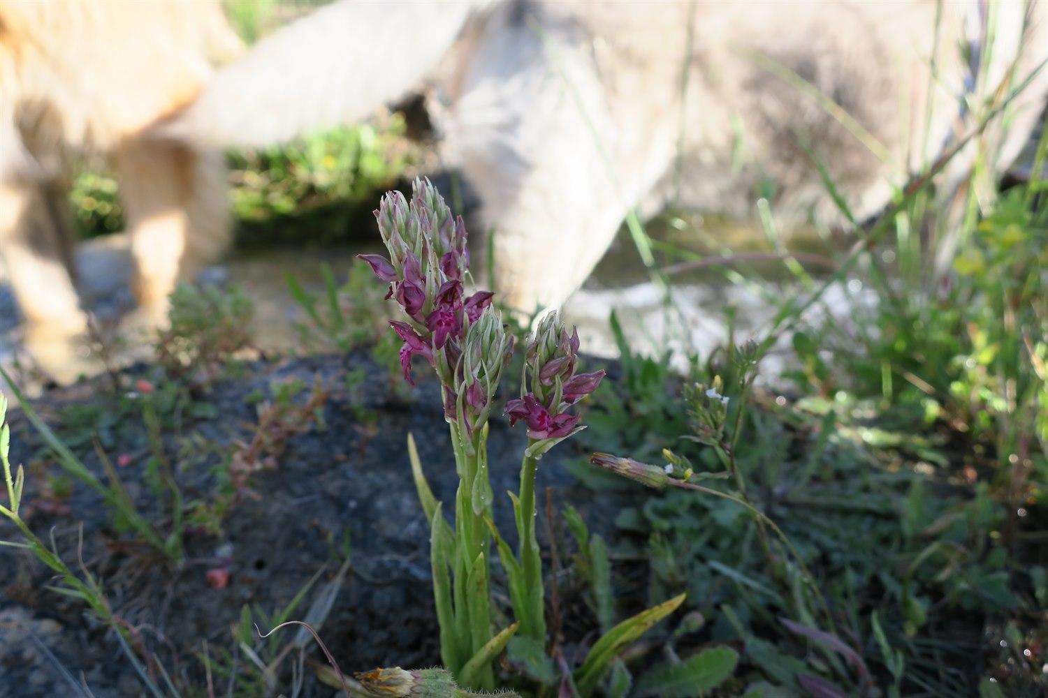 Orchid photobombing again