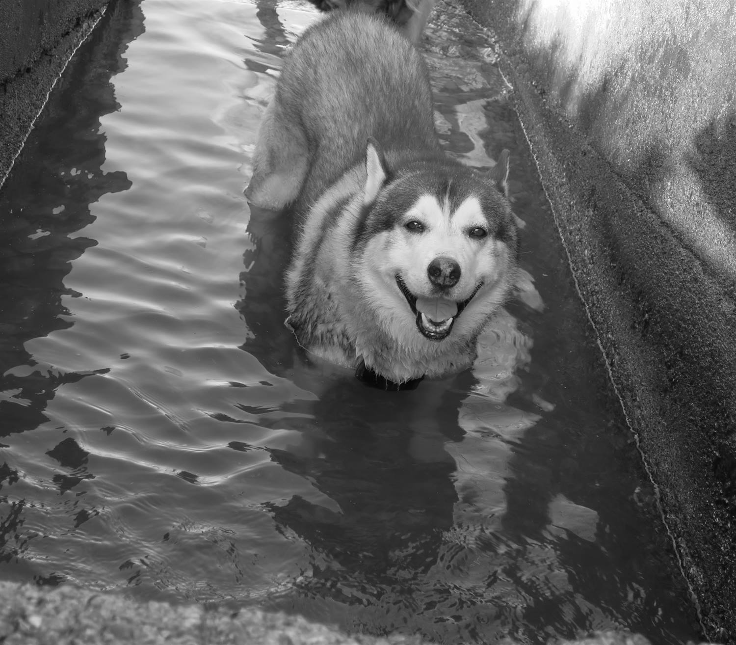 The happiest husky in the world