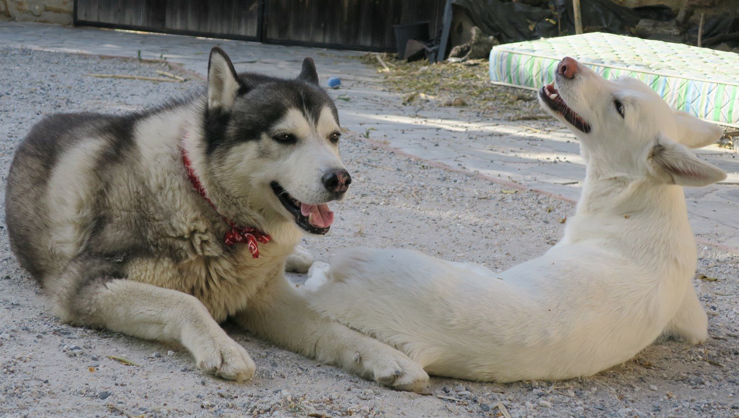 Khumbu is wearing his cool neck tie to help cool him down