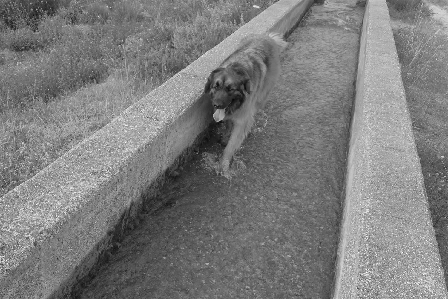 Kyra strolling along the acequia