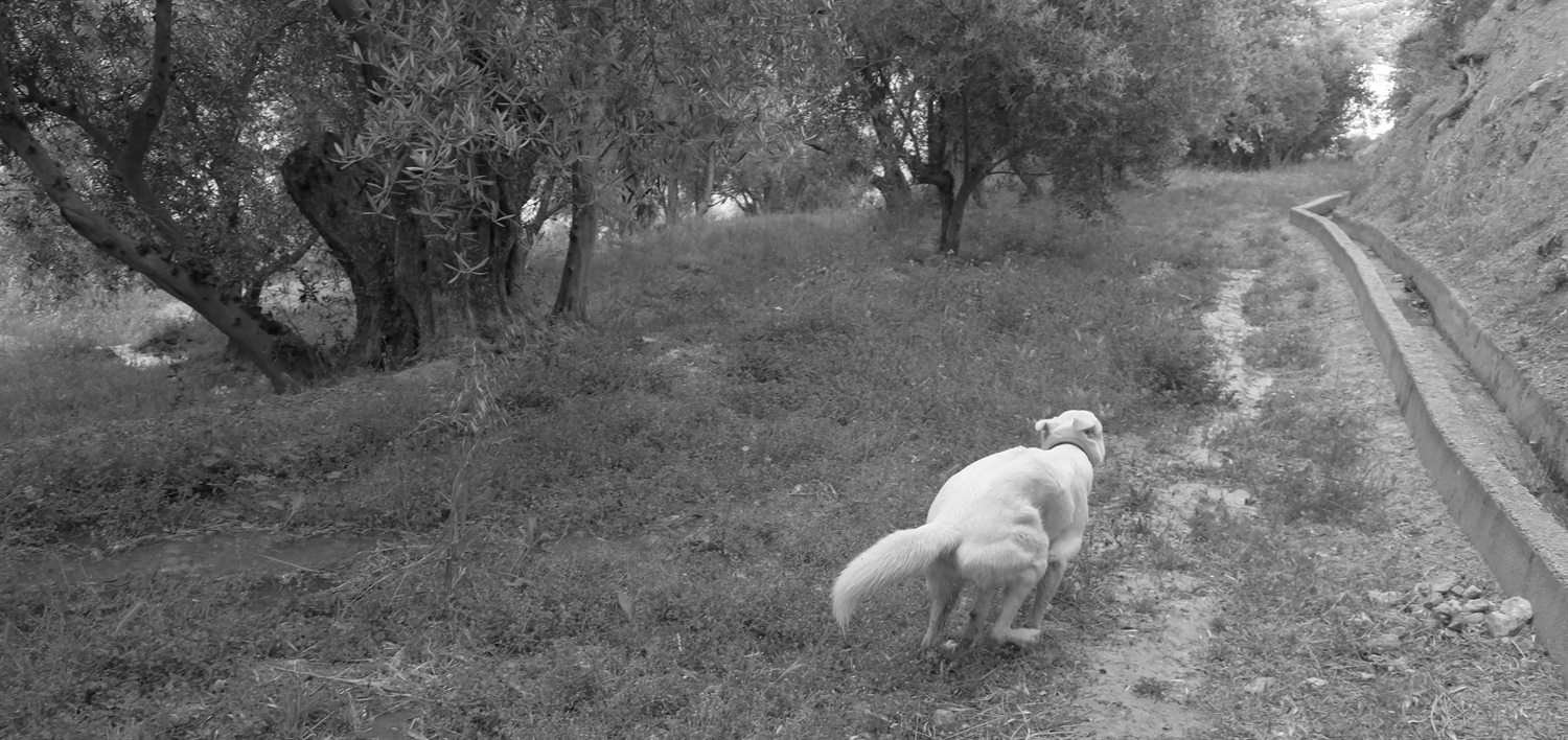 Take off. Our land was being watered from the acequia and Rita just totally lost the plot.