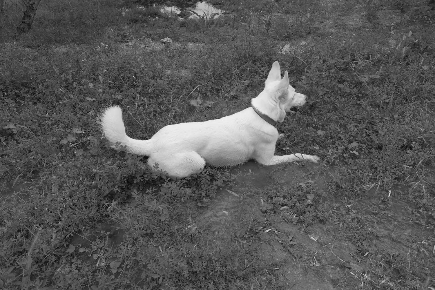 Laying down in the muddy water