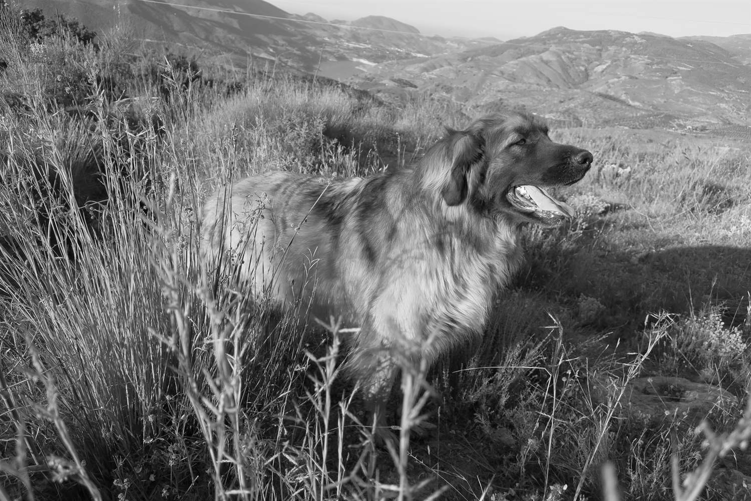 Kyra looking for water