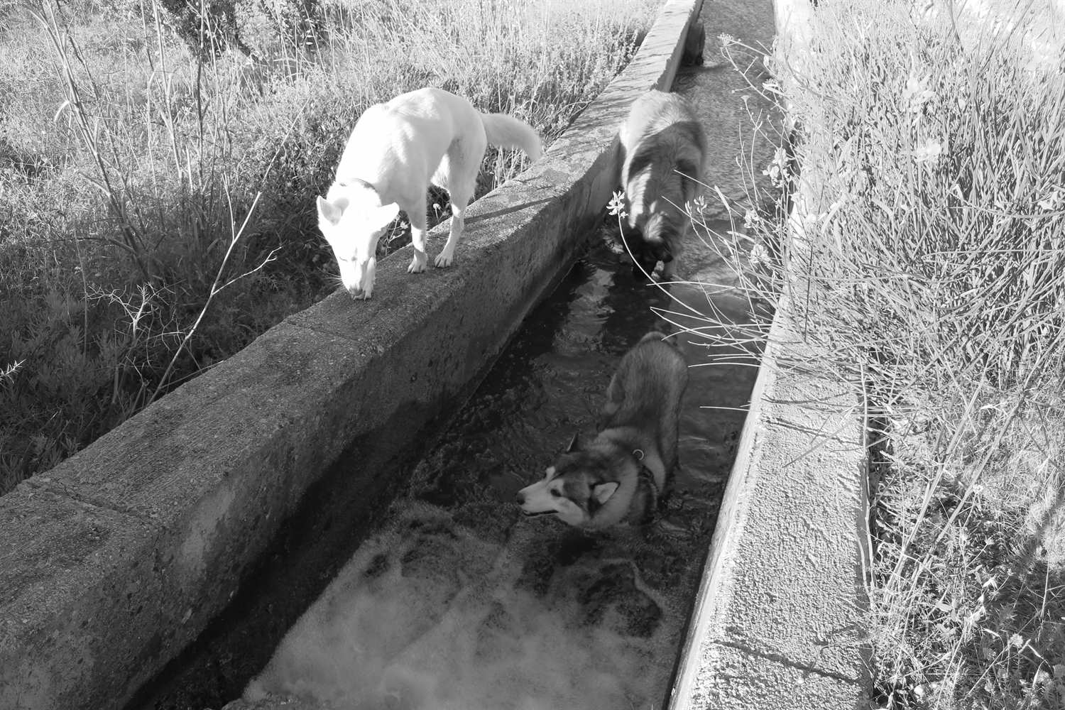 We found water at last. It flows again and we were happy pups