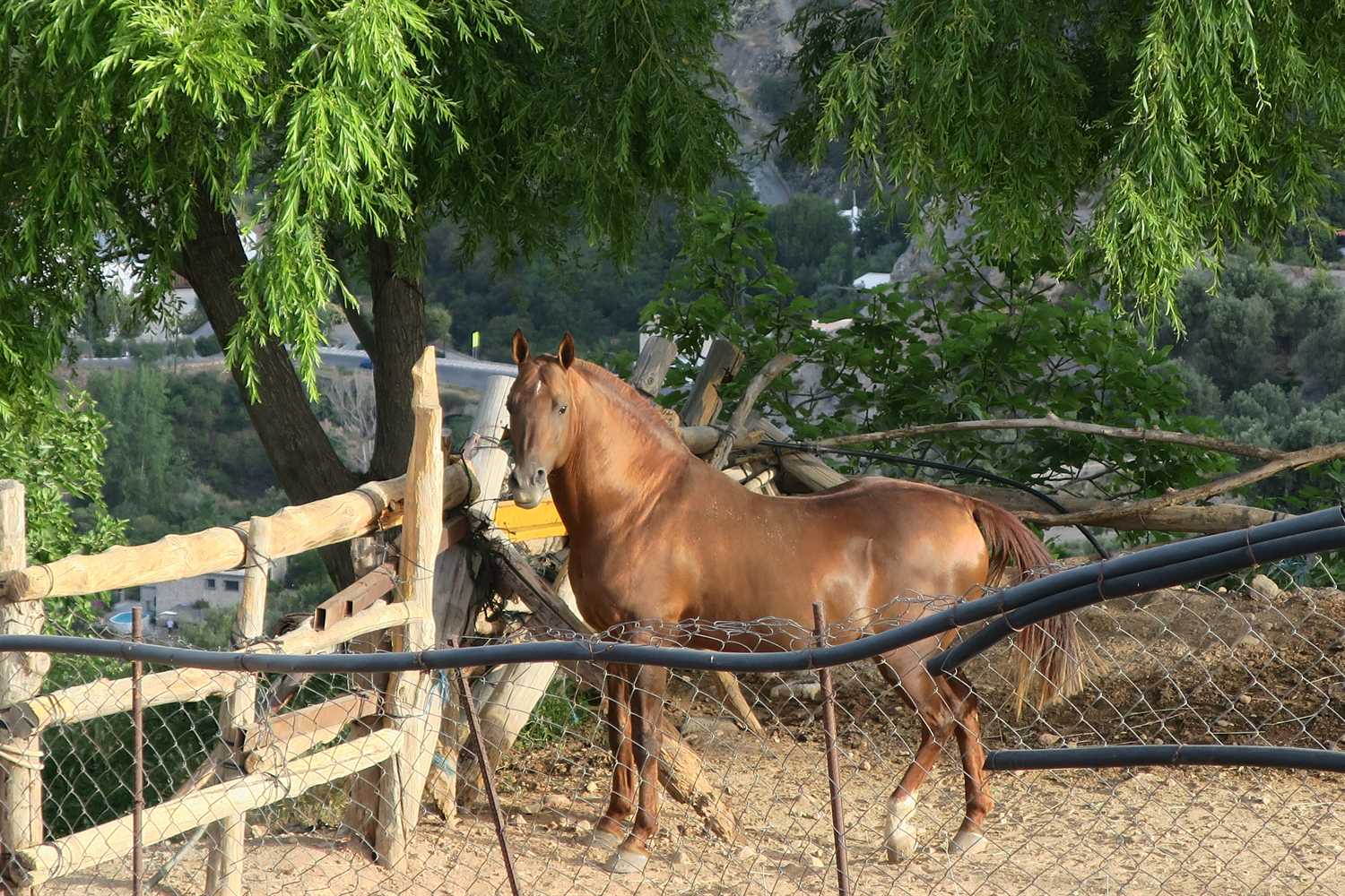 The handsome daddy of the little horse friends