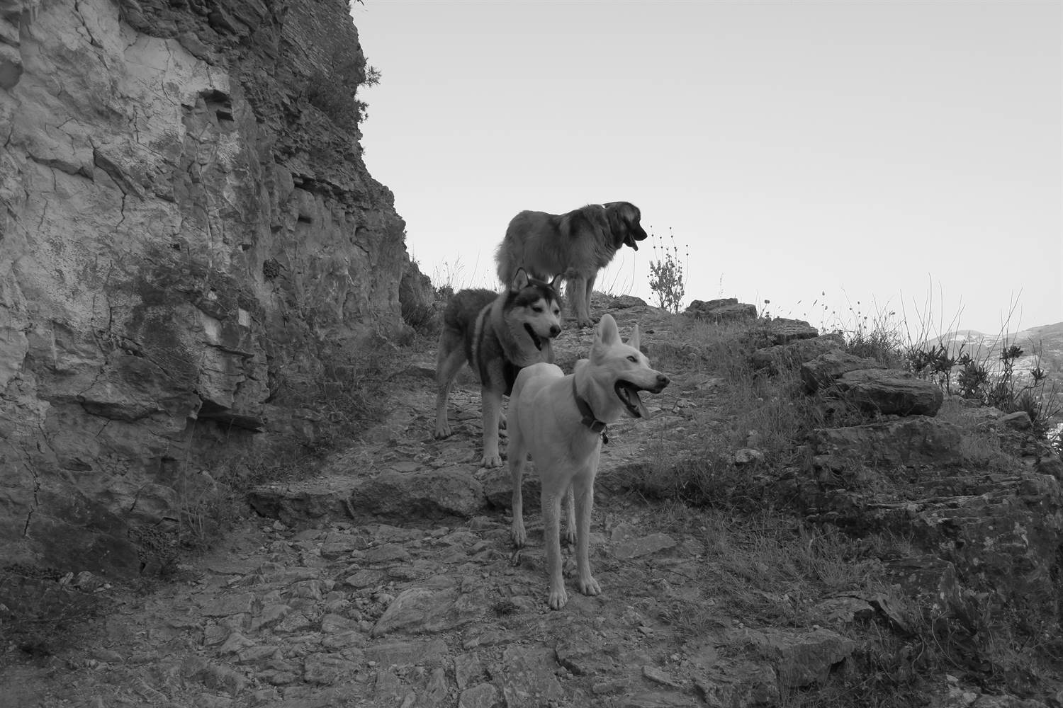 Did someone say Ibex
