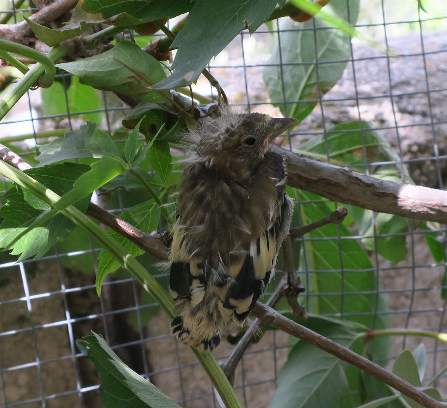Hu'mum rescued this Goldfinch fledgling. His parents found him again