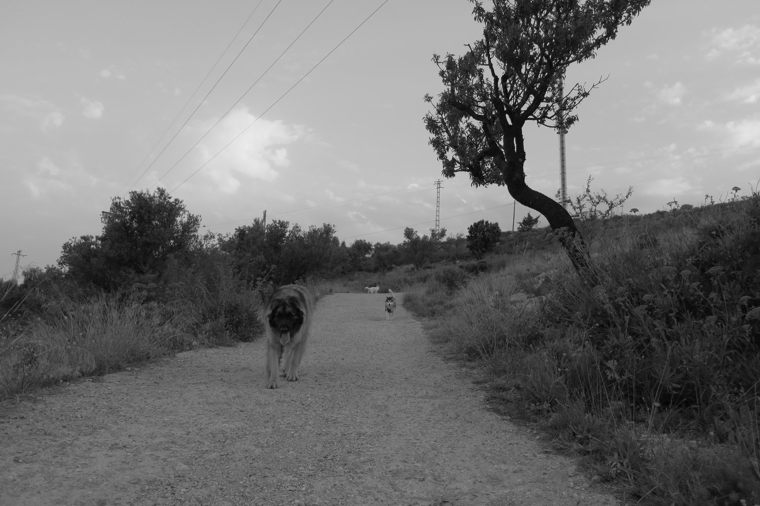 Coming down the hill towards hu'mum