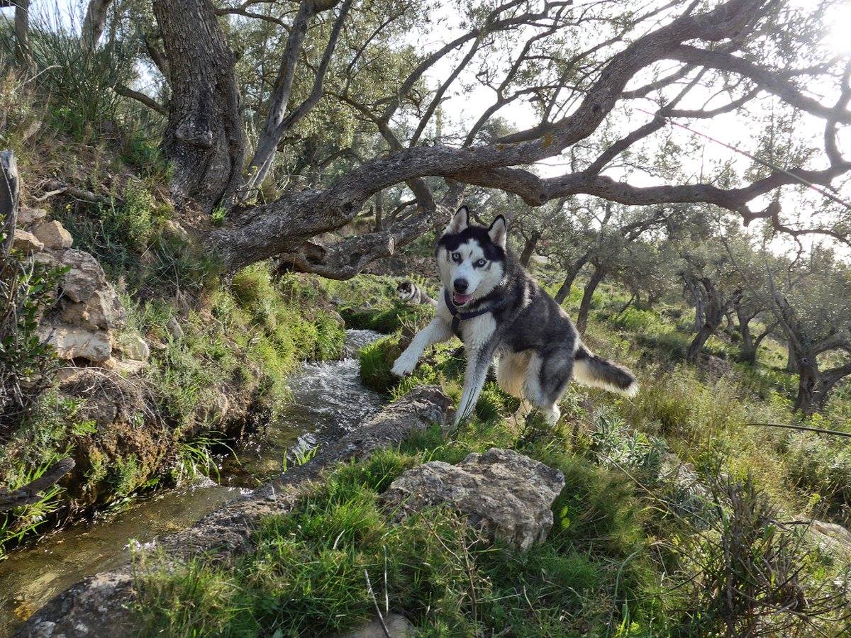 Arko loves water