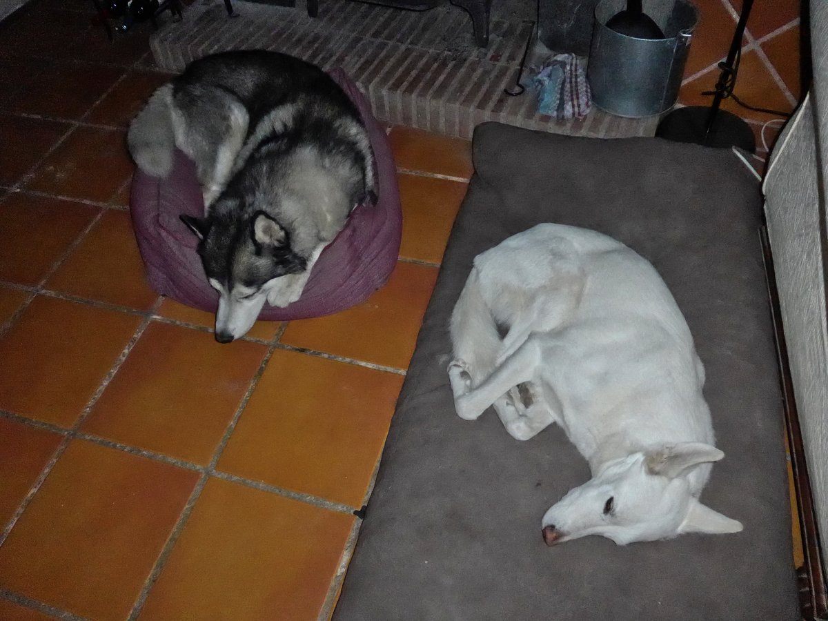 Khumbu found comfort squeezing into Rita's bed. Rita was happy to take the big bed!