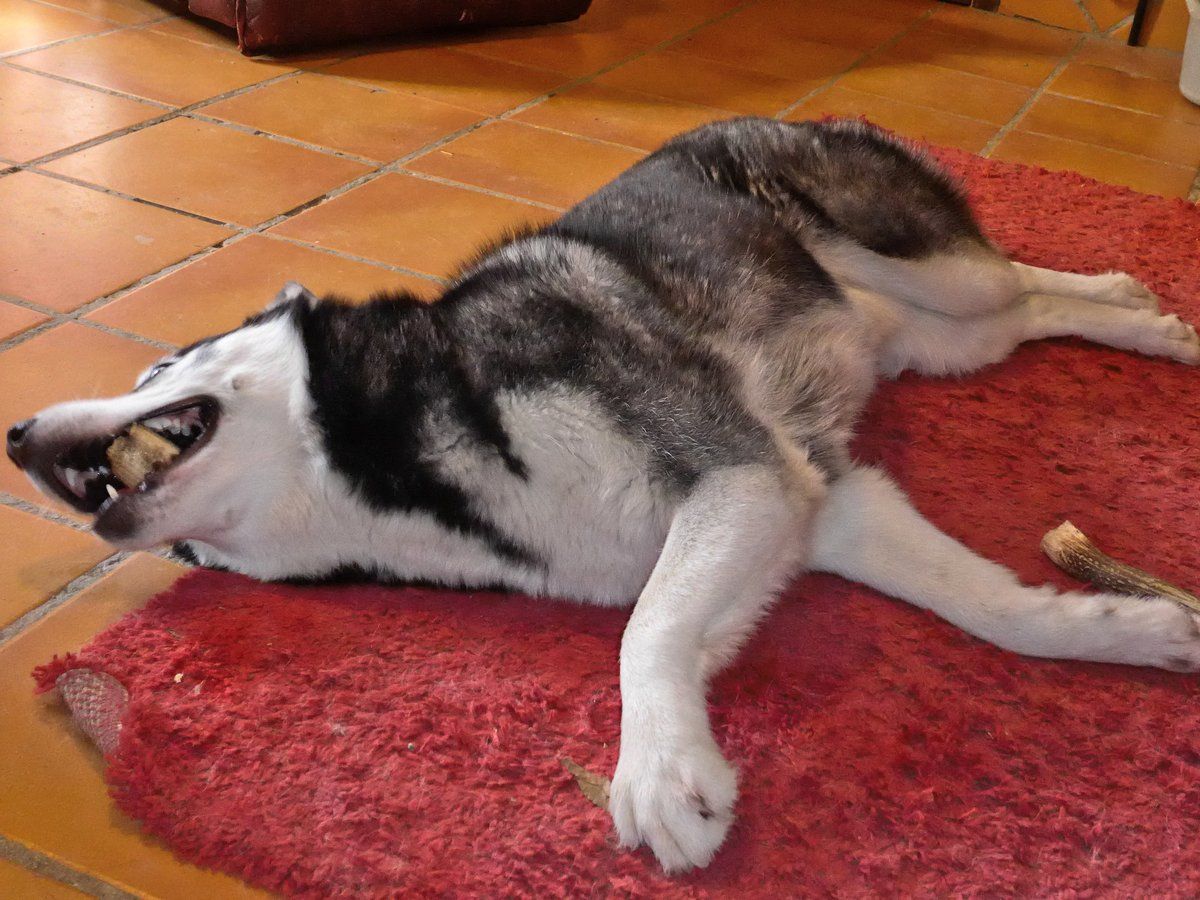 Arko playing with the remains on an antler