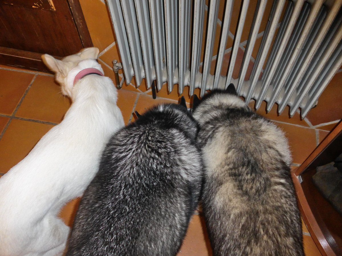 All drinking from the waterbowl at the same time, except Rita moved as hu'mum pressed the button