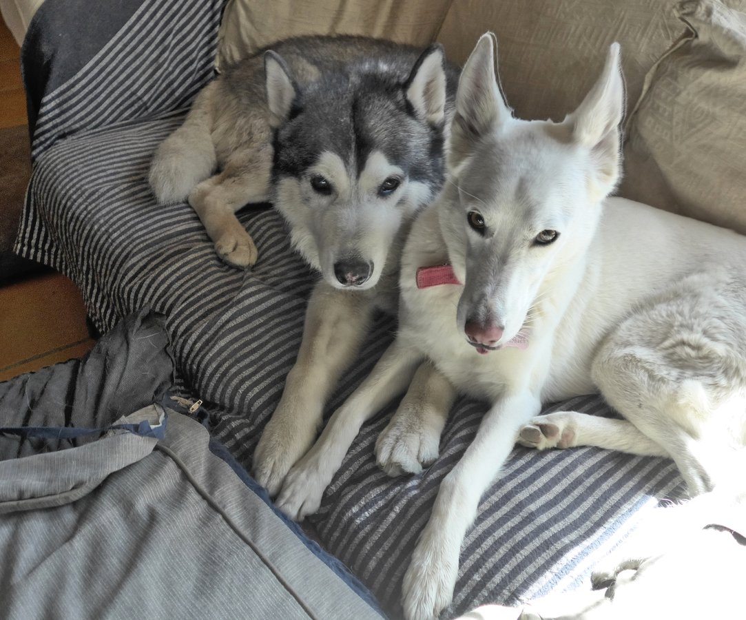 Sharing the sofa