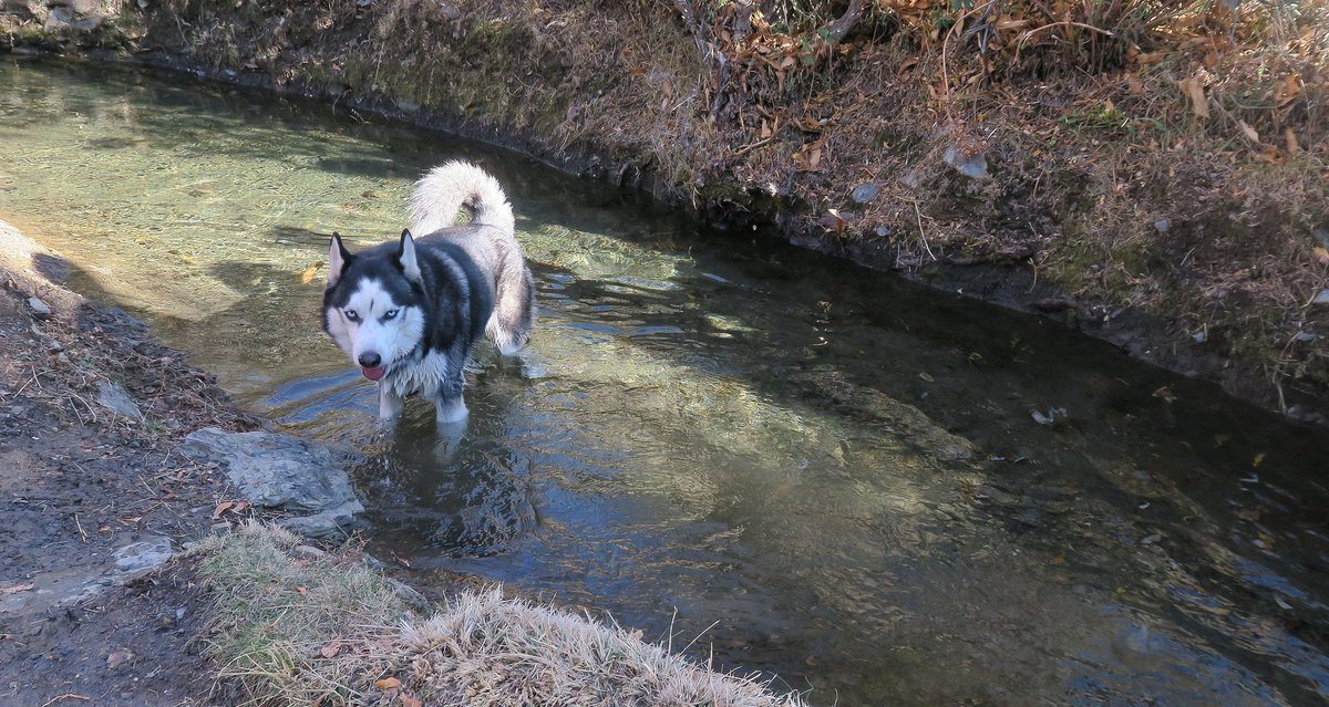 Arko having a dip in an acequia on the way down