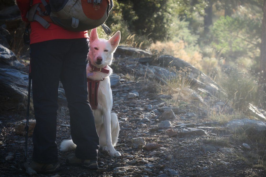 Rita not impressed, she wanted to run after the Ibex