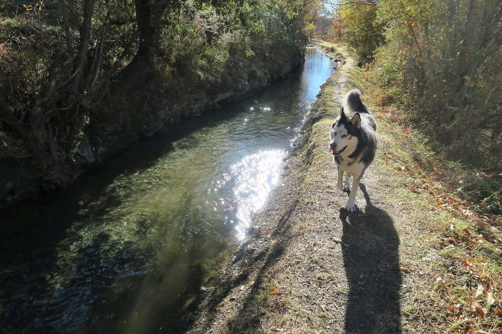 Arko running alongside the acequia