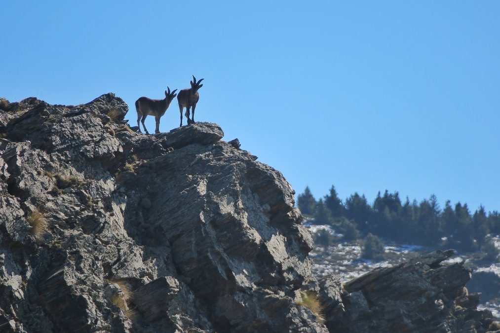 wo Ibex watching us