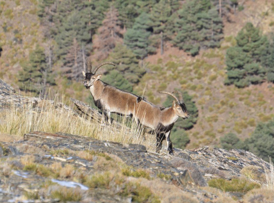 Two male Ibex. Hu'mum said they were a pushme pullyou whatever one of those is