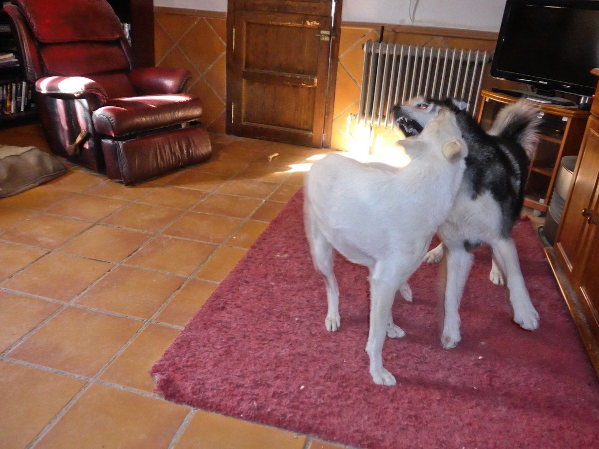 A game of bitey face is a good way to entertain and warm yourself after walkies and breakfast