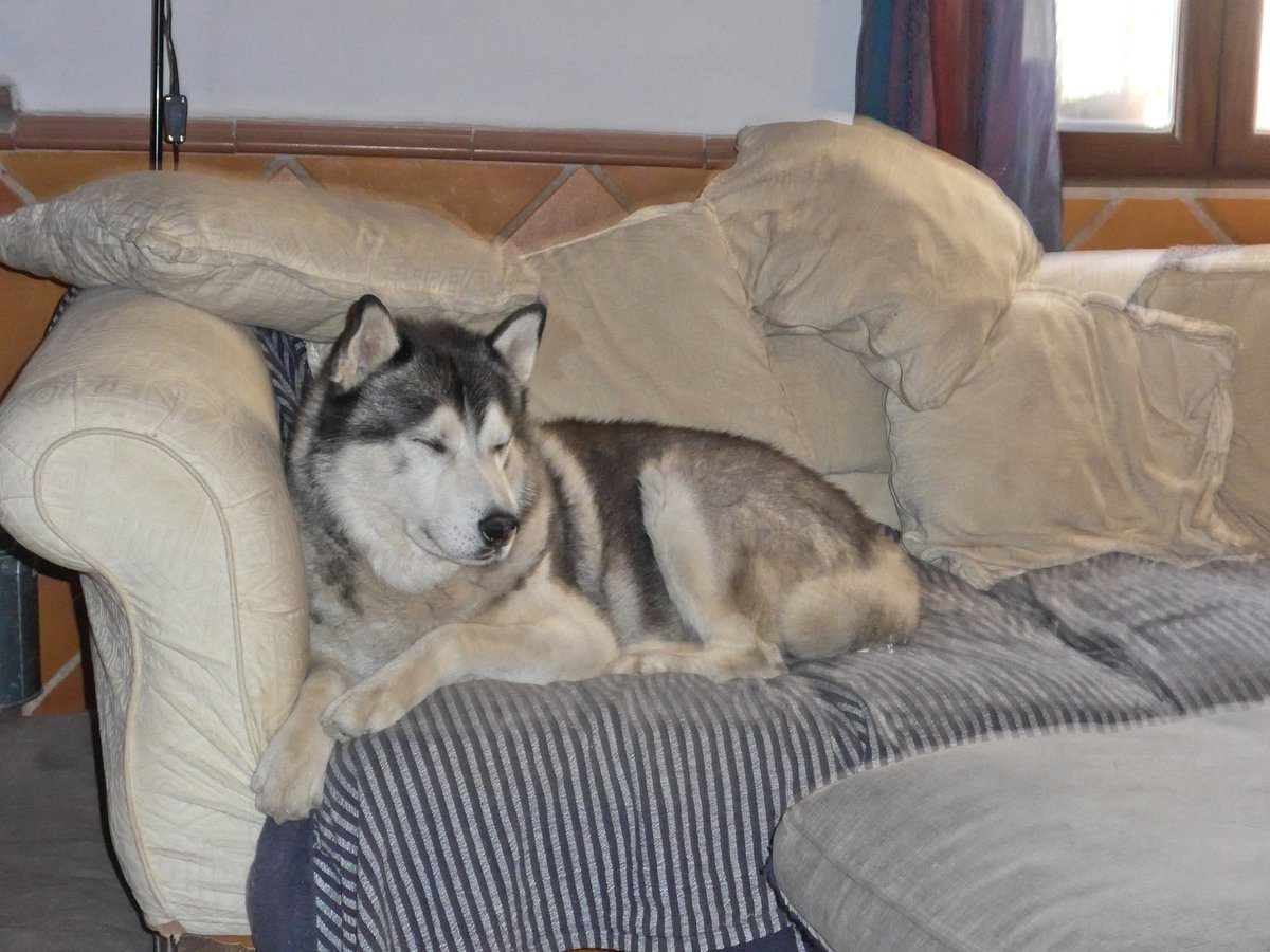 Khumbu on the sofa in his zen zone