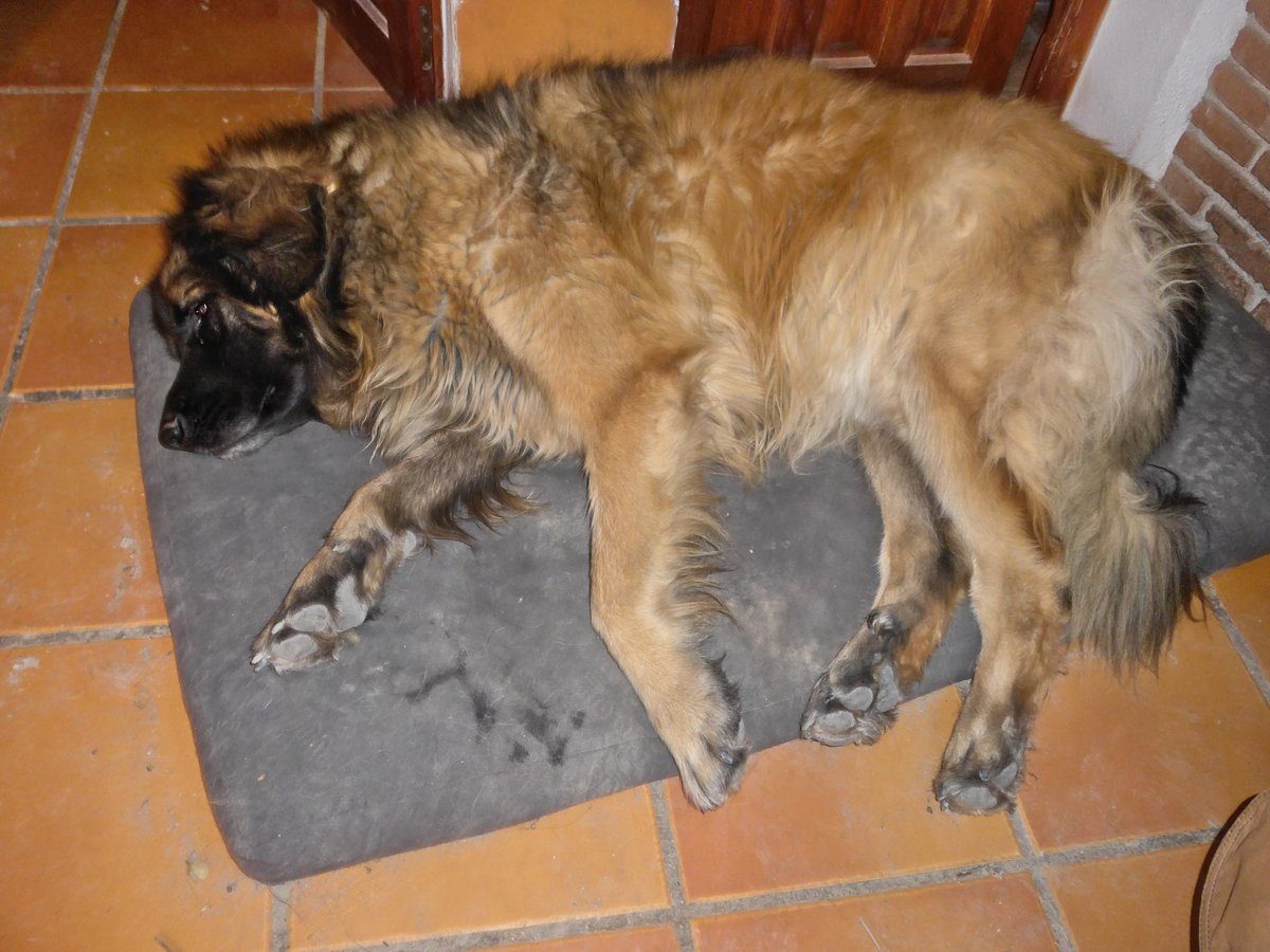 Kyra snoozing away on her bed. She has two favourite places to lay, one is here and the other is under the table