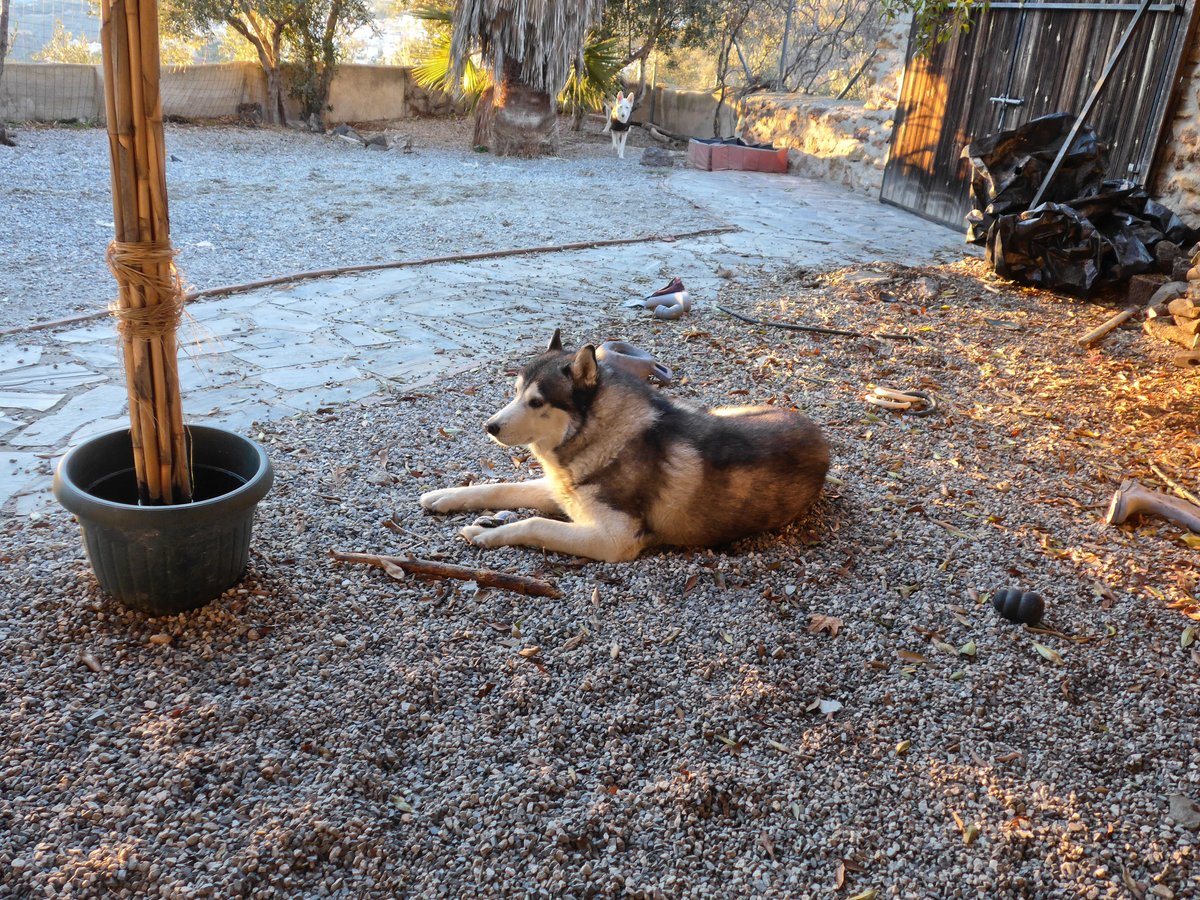 Khumbu taking in the last of the sun puddles. Actually he was chewing on the broken tennis ball between his feet before he was interupted