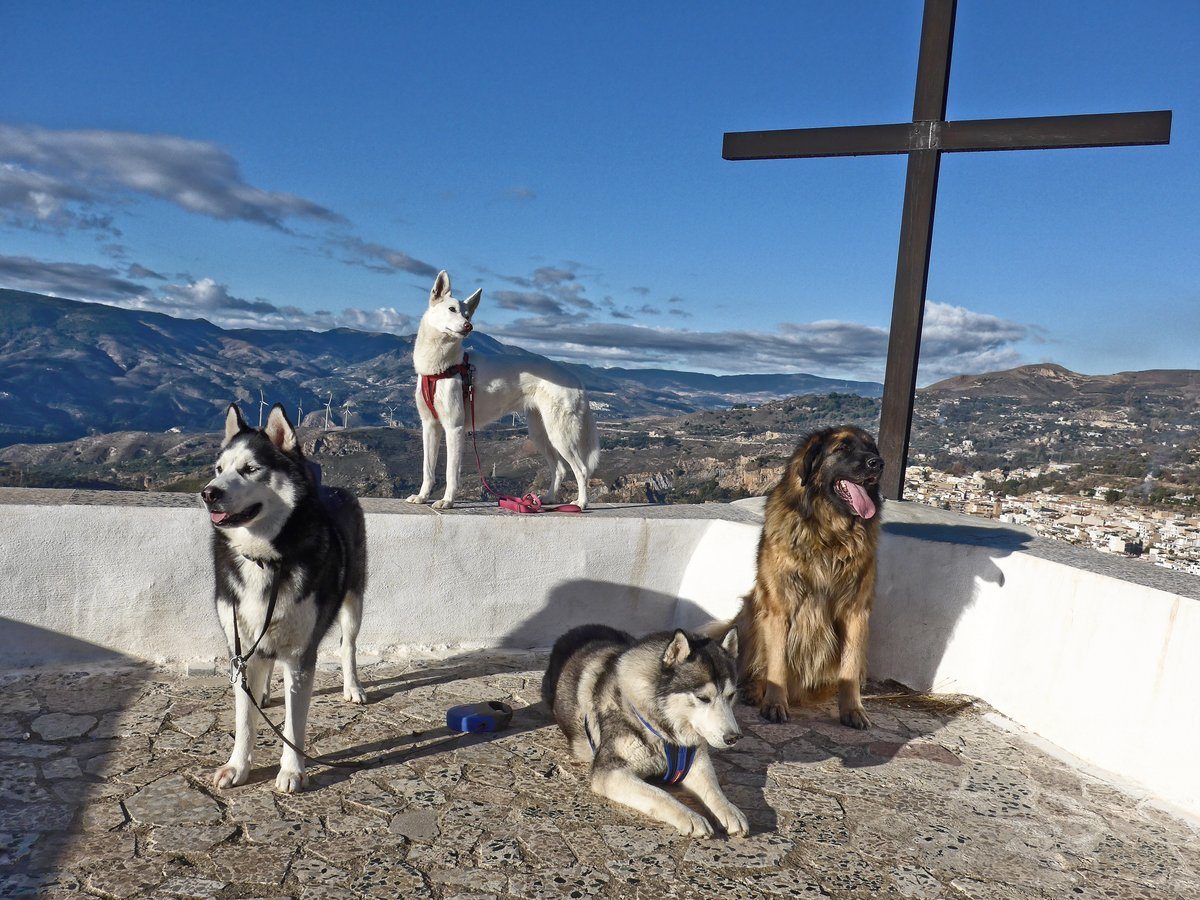 Group shot taken the day before all the others. Hu'mum needs to up the treats or we won't look at the camera