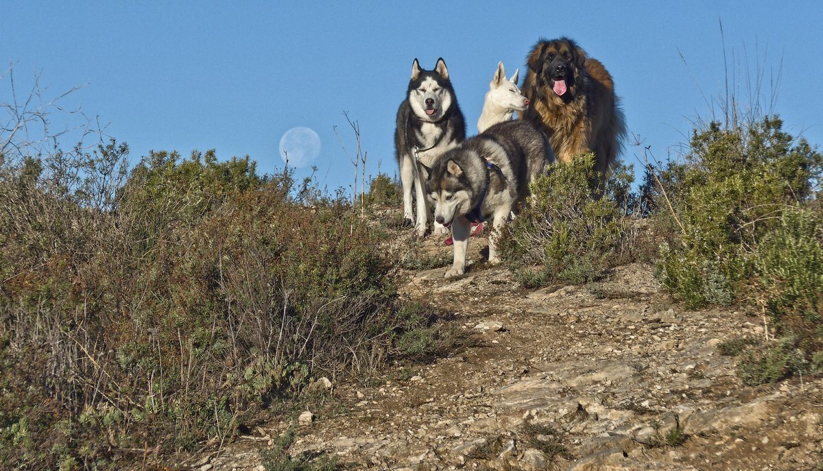 Khumbu thinking it was time for treats, Rita looking disgusted