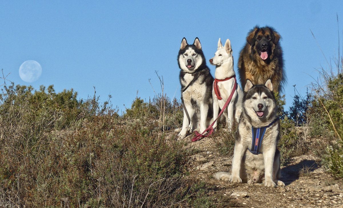We never did give her the shot with all four us looking at the camera sat next to the super moon