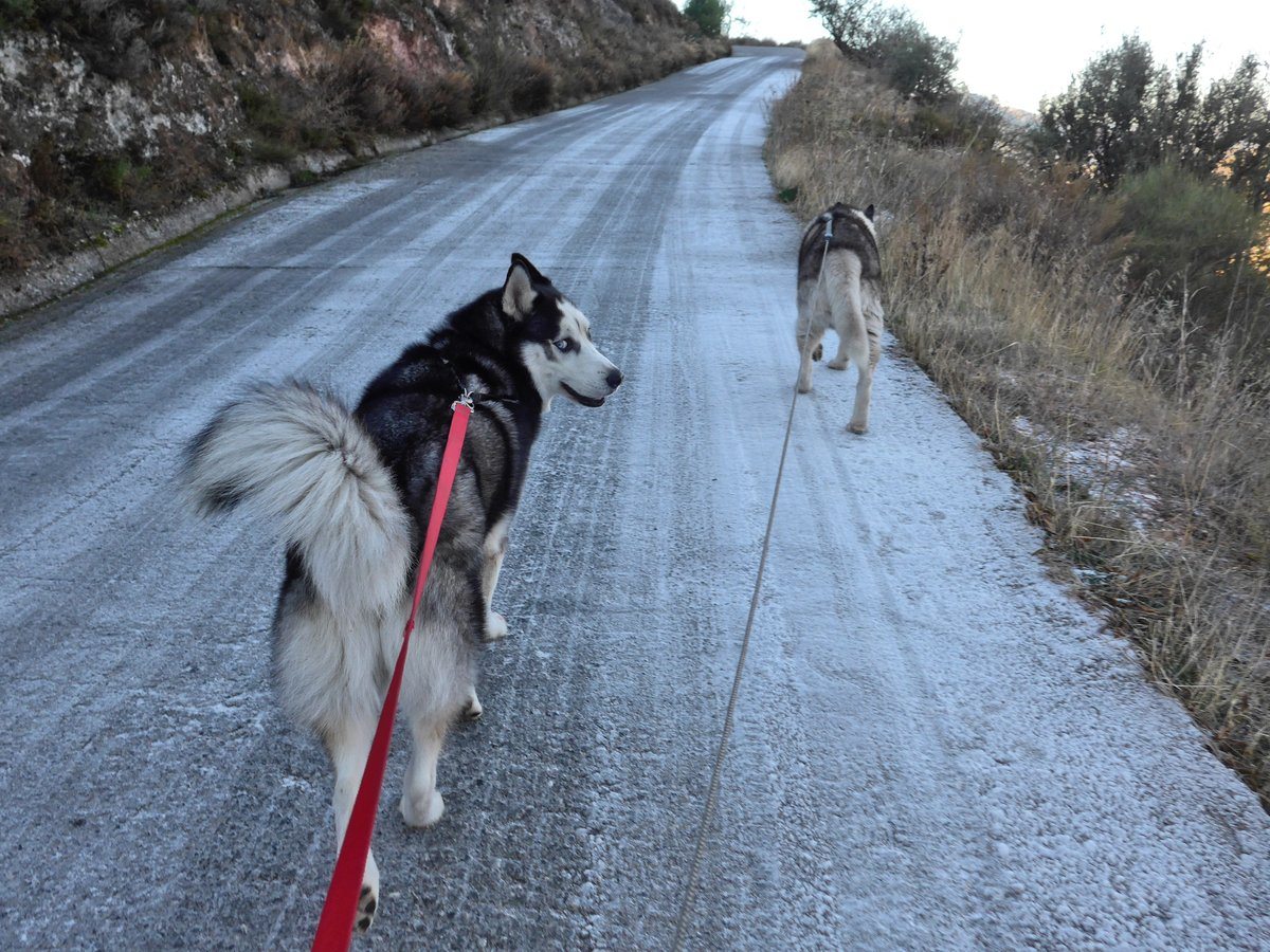 Bet you are glad we are walking up hill hu'mum, could get messy for you if we going down hill BOL