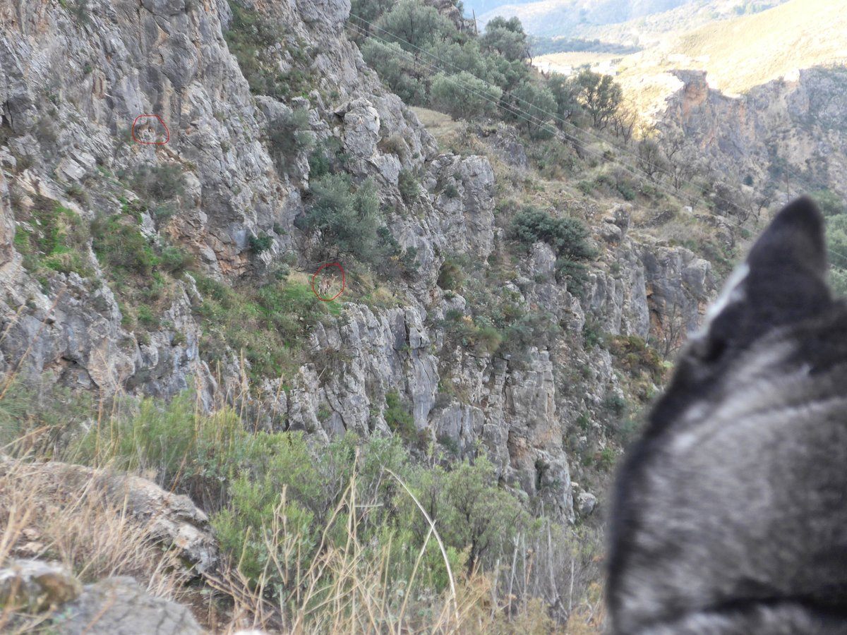 We had Ibex, we got very excited to see our friends. They are ringed in red for you