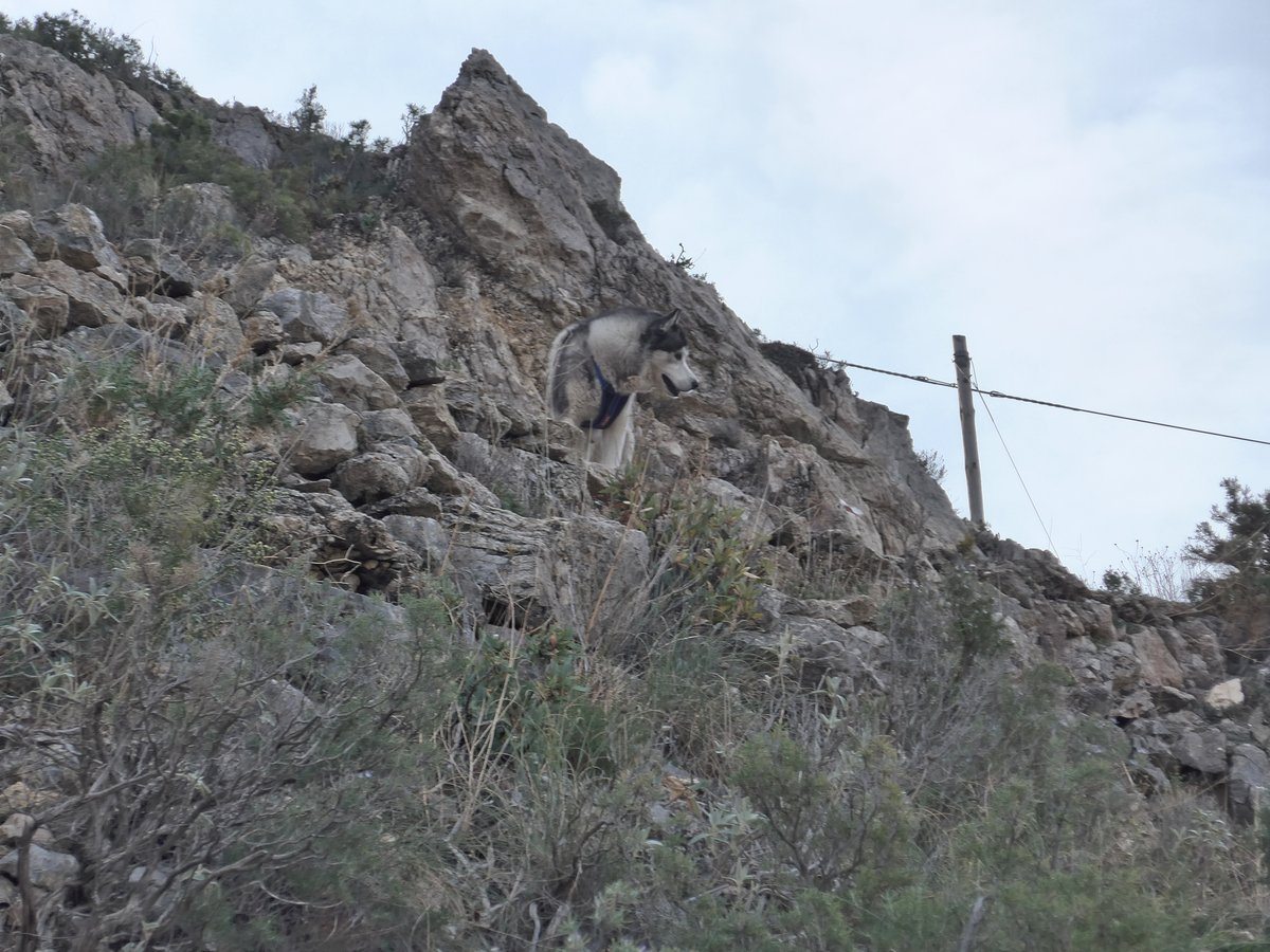 Khumbu watching the Ibex