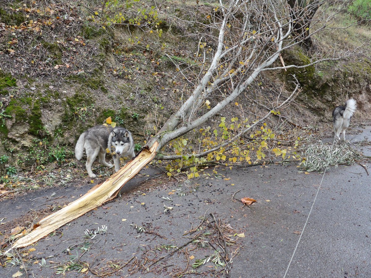 Investigating a branch from a tree that had snapped off. Good job we were not near that when it came down