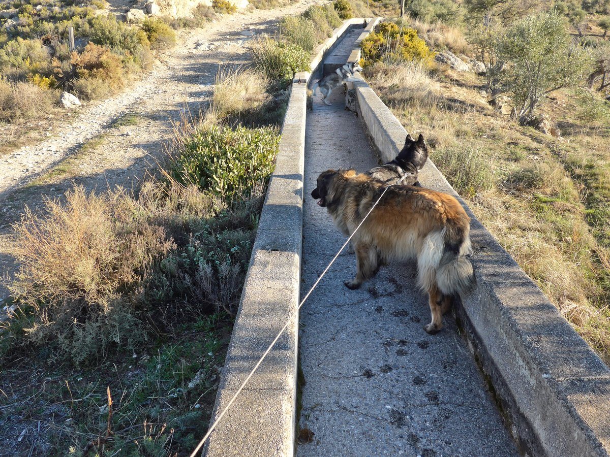 Khumbu deciding he wanted out of the dry acequia