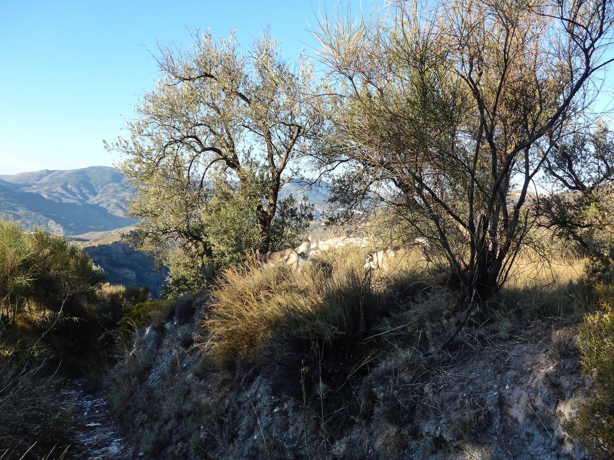 Khumbu following Arko off road