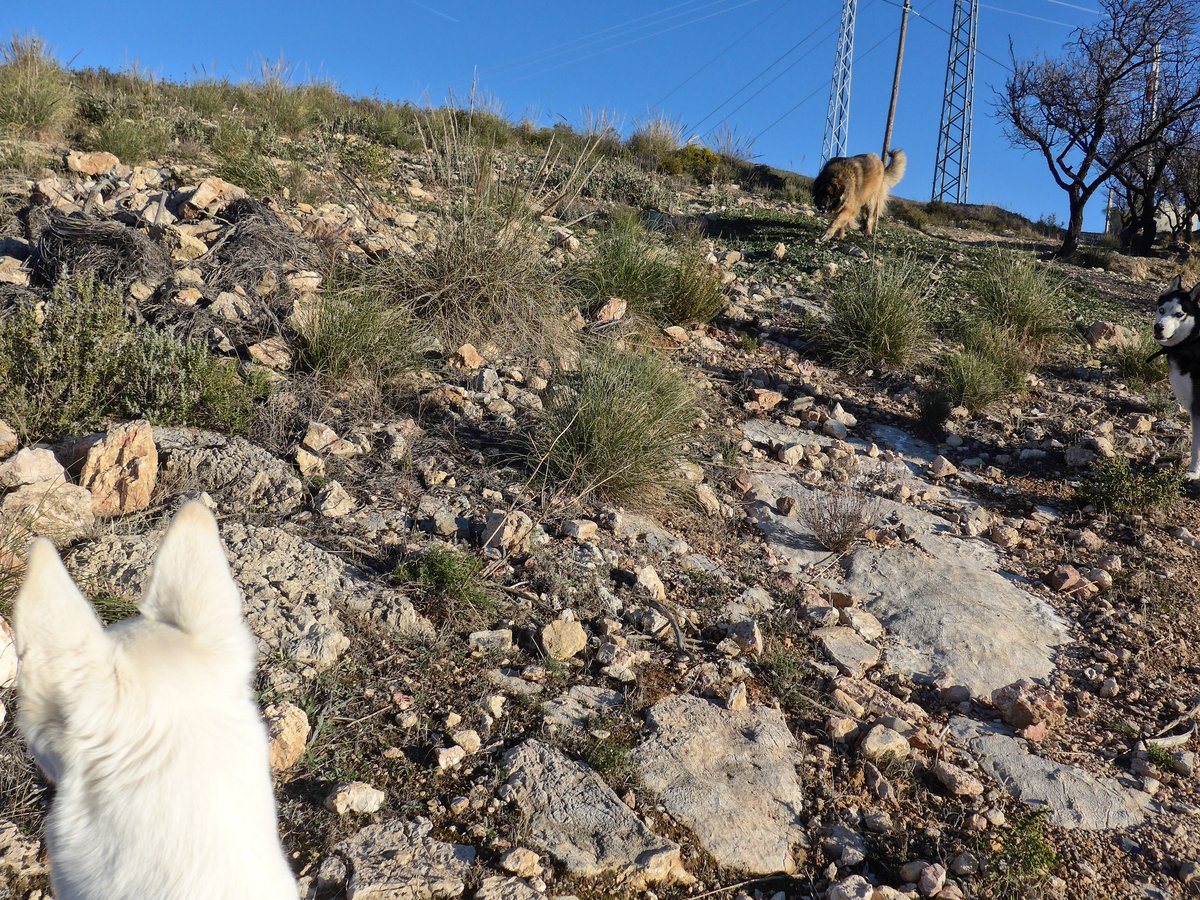 Excitement, Khumbu and Kyra ran off after a Red-legged Partridge