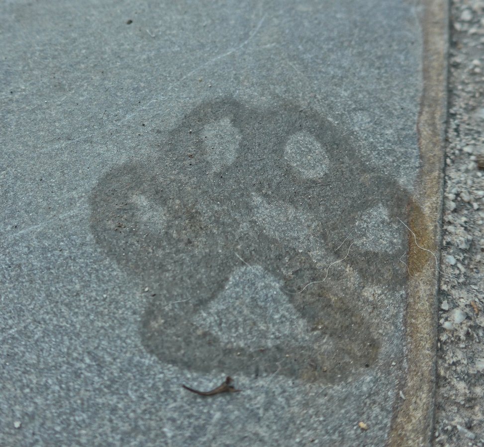 Arko's paw print