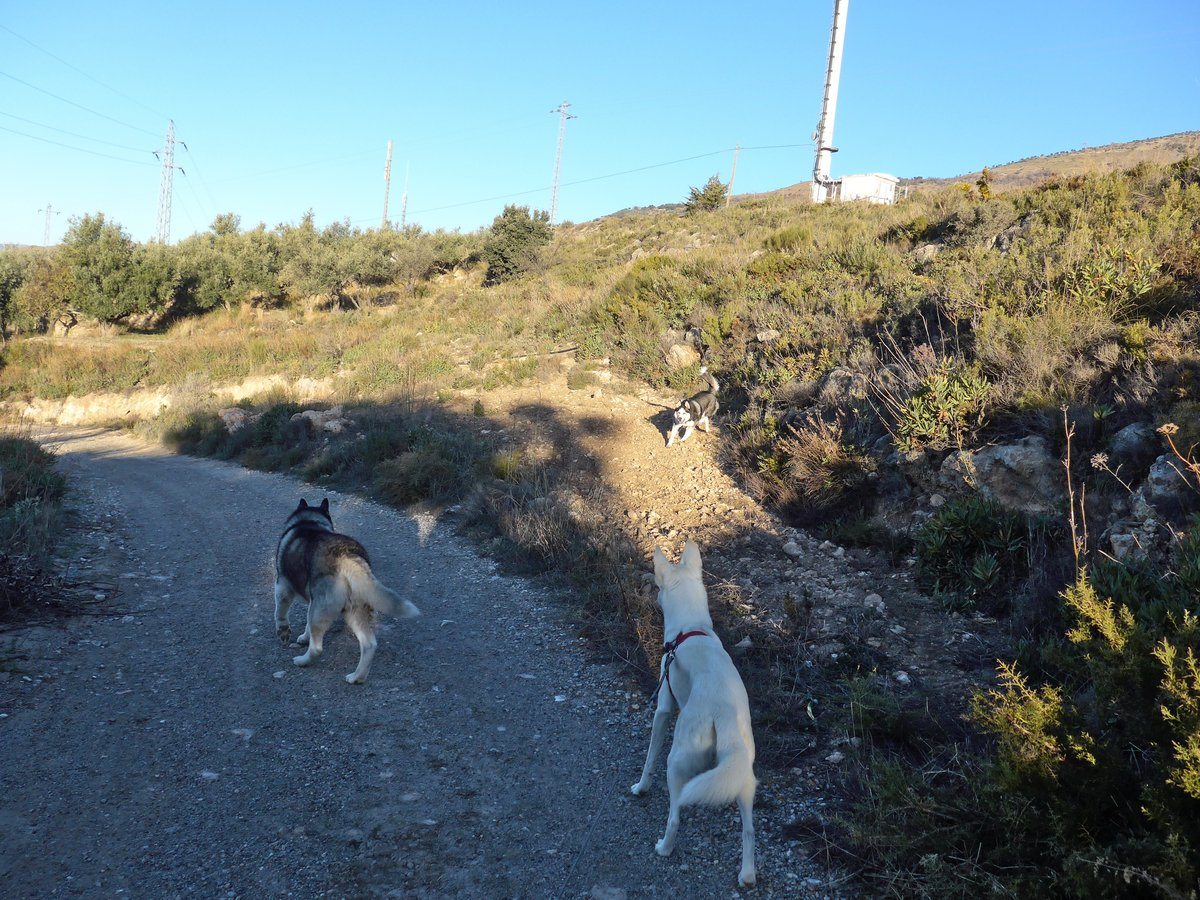 Arko returning from an adventure