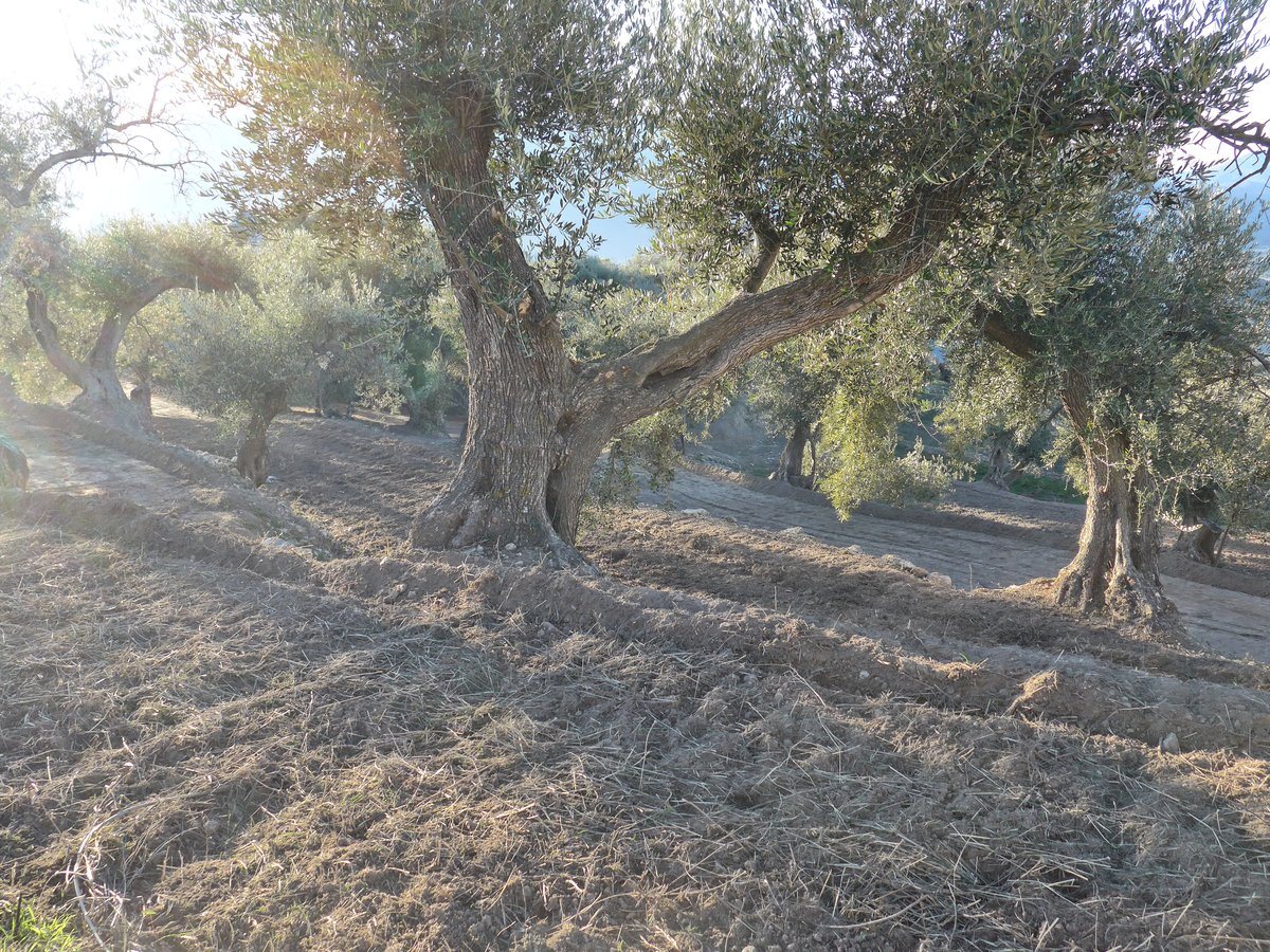 The ground around the olive trees is being prepared for collecting the olives