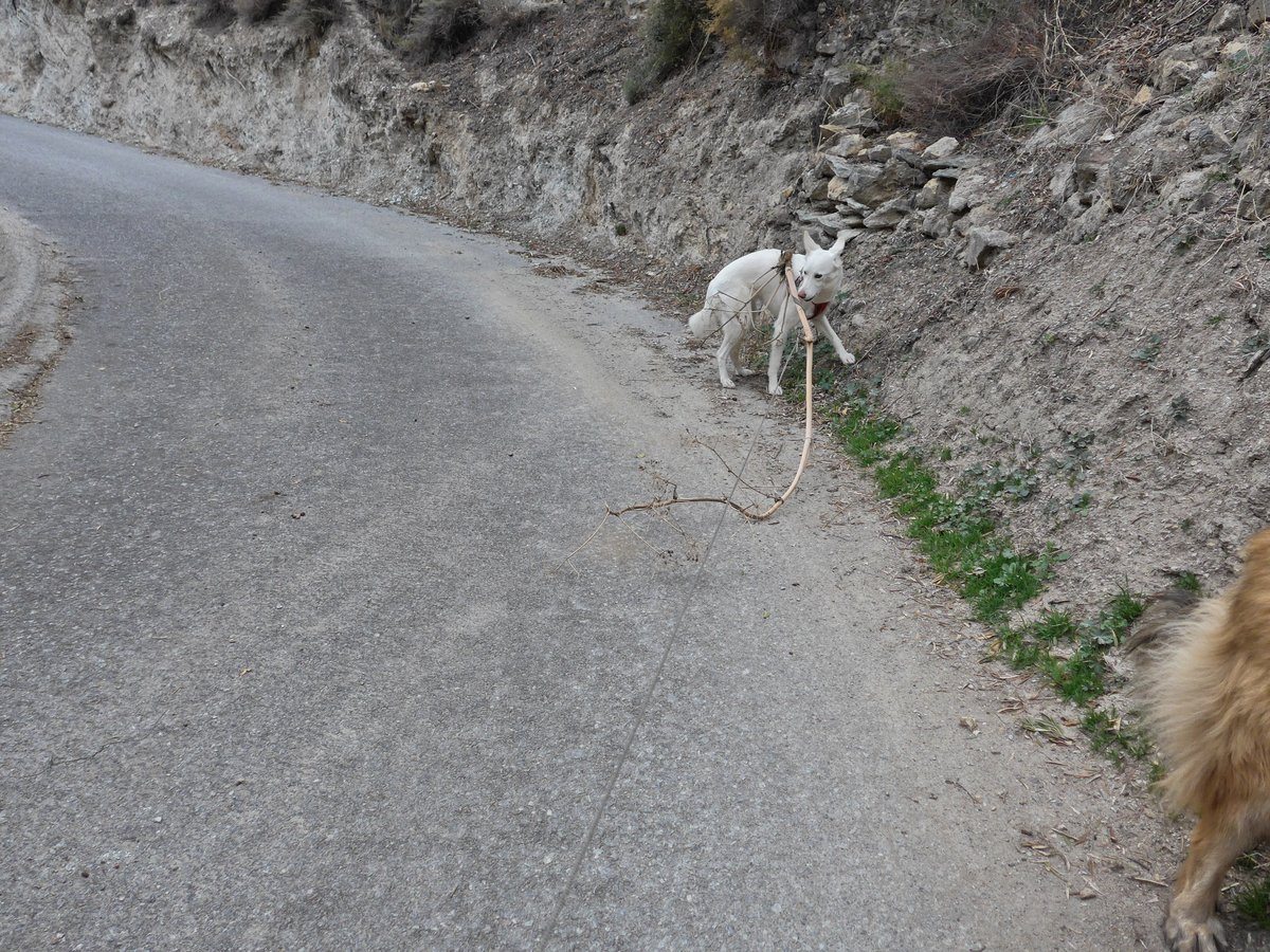 Rita getting attacked by the mighty dead weed. Don't just stand there laughing and taking photos, HELP me