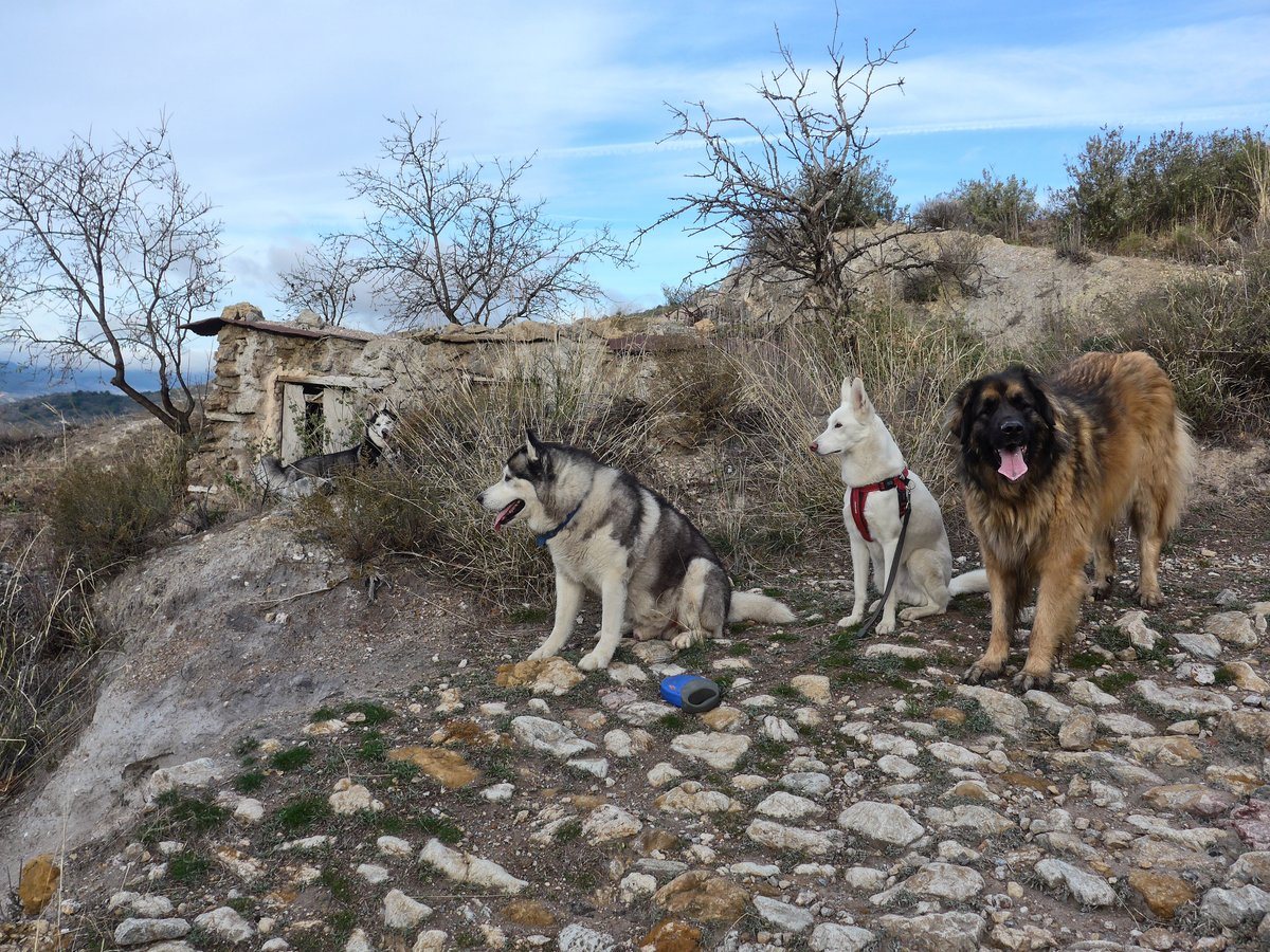 Arko is not allowed on the roof of this ruin but he likes to go up there