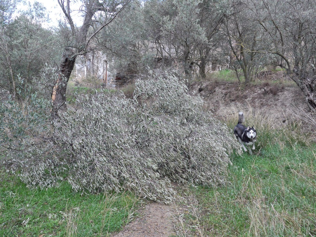 Hey look hu'mum a BIG branch was blown off this tree