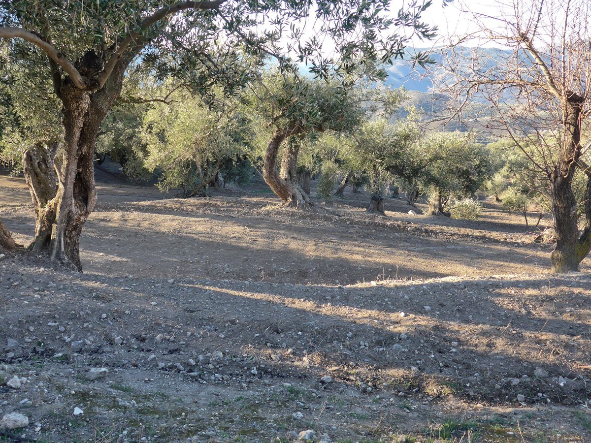 The olive groves are now ready for olive collection. Ground has been flattened to make it easy to collect them