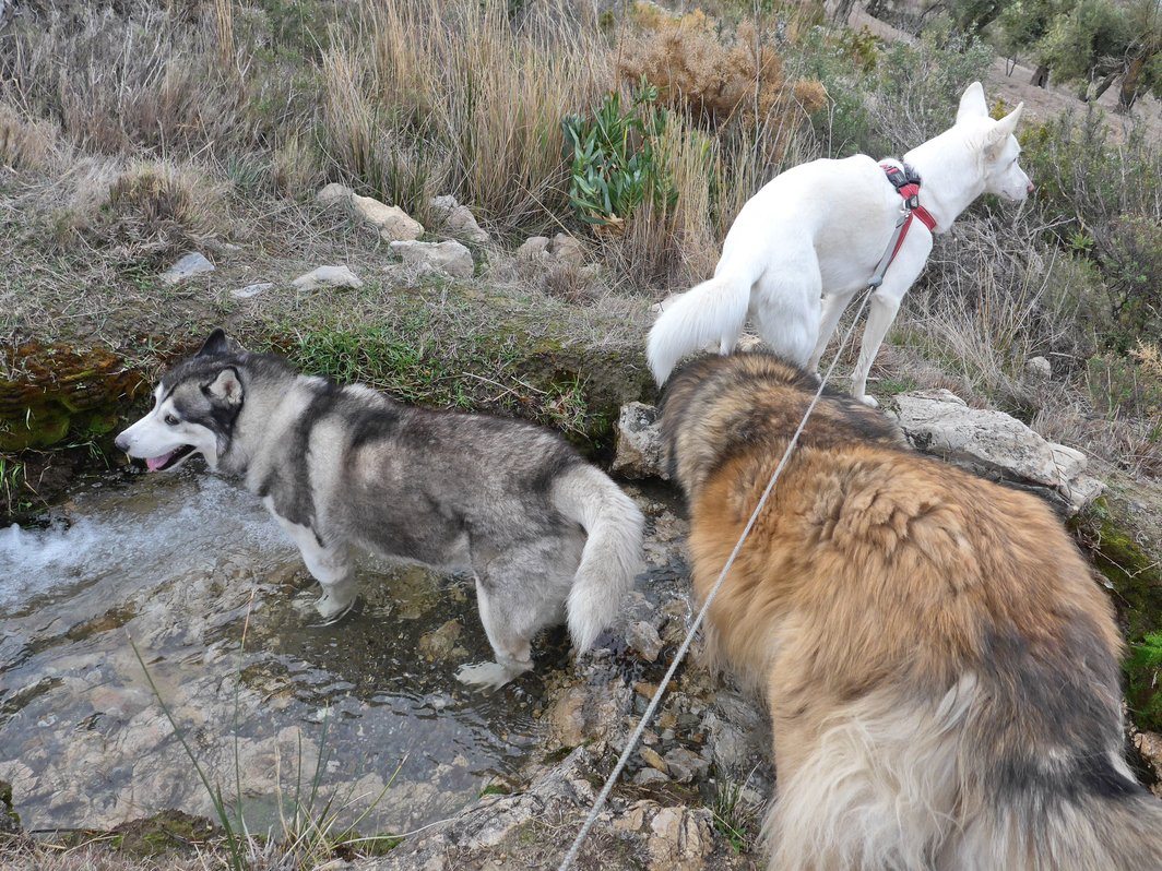 Messing about in the acequia