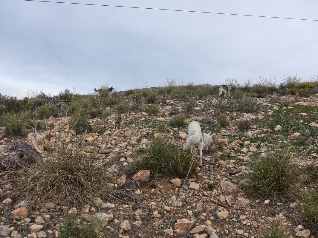 Searching for Red-legged Partridge