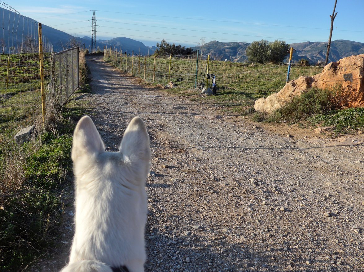 The area on the right has been getting fenced in to stop the wild boar from digging up the land. They hung plastic around the areas that were not fenced yet. This freaked Rita out