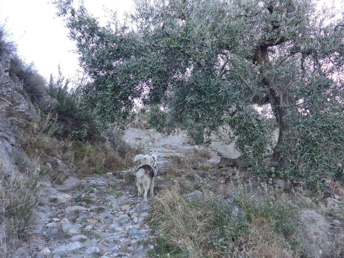 One of our favourite olive trees, it would help if hu'mum got the whole tree in the picture